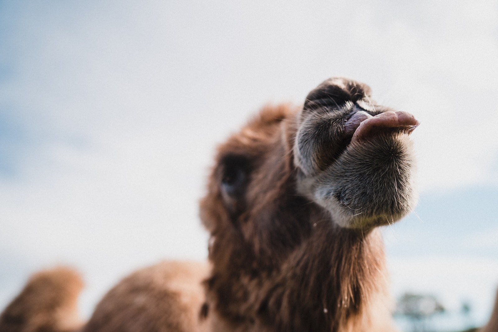 cornish camels wedding photography